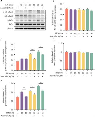 Acacetin inhibits inflammation by blocking MAPK/NF-κB pathways and NLRP3 inflammasome activation